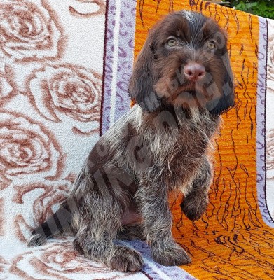 Щенок дратхаар